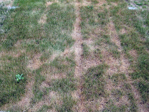 Lawn with brown lines and patches from traffic damage.
