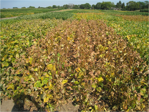 many test plots of soybean some of which are brown and light green in color.