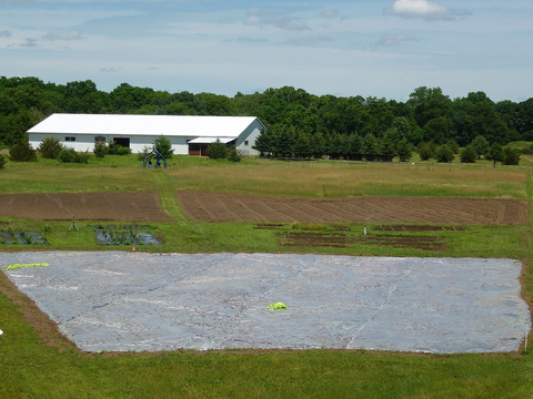 Clear plastic covering over a large section of a field with two uncovered dirt plots and a barn in the background.