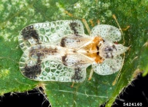 A lace bug with a whitish body and whitish lace-like wings with dark markings