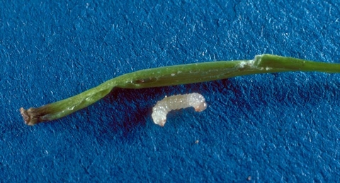 A whitish maple petiole borer larva next to a green sugar maple stem with a blackened end 