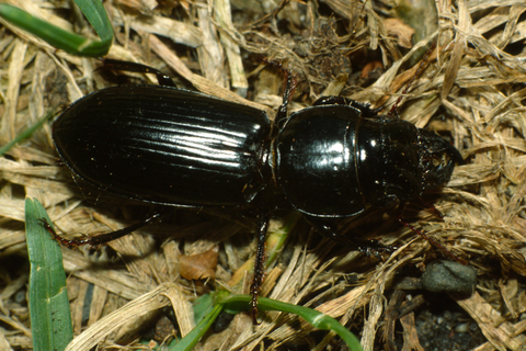 A black beetle with lines on its back