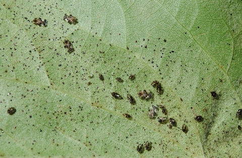Black lace bugs with tiny black droppings on the under side of a leaf