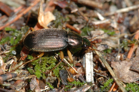 A metallic brown beetle with many dark lines on its back.