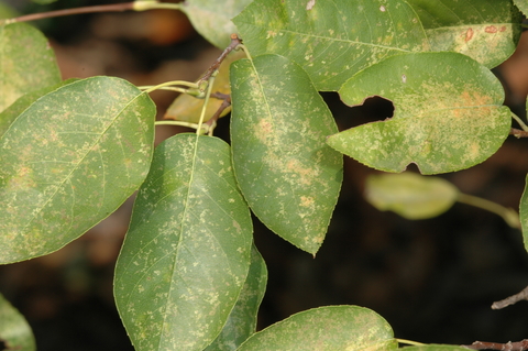Yellowish patches on green leaves