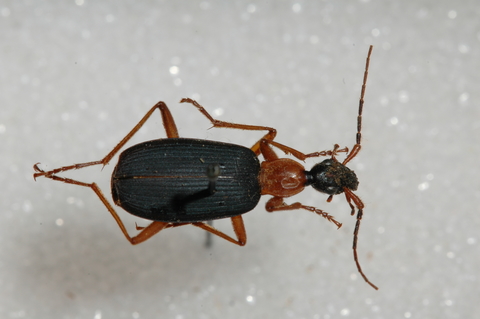 A black beetle with red legs and red antennae.