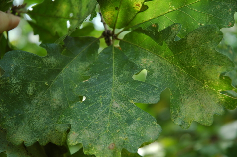 Whitish patches on green bur oak leaves