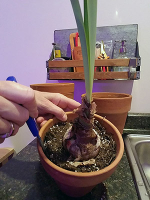using a knife to loosen the roots of an amaryllis plant in a terracotta pot