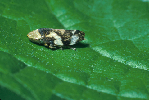 Brown adult spittlebug seen on a green leaf