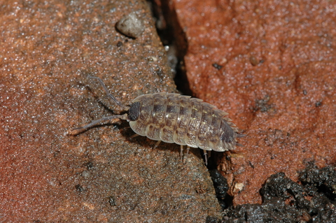 A transparent brown sowbug with overlapping plates on its back