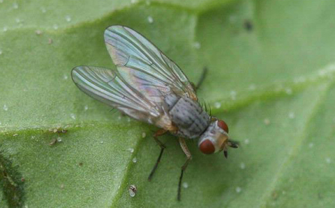 A spinach leafminer fly laying eggs on the underside of a spinach leaf.