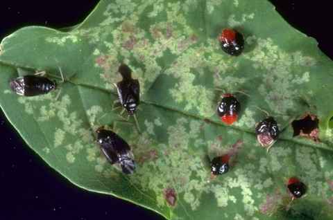 Black adults and reddish nymphs of ash plant bug seen on a leaf with discolored patches