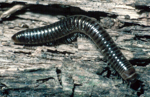 A black worm-like millipede with several segments and numerous legs