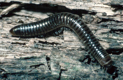 Sowbugs Millipedes And Centipedes Umn Extension