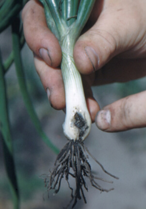 Green onion with a tunnel near its roots.