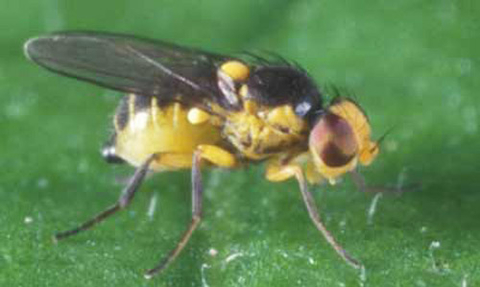 A vegetable leafminer fly on a leafy vegetable