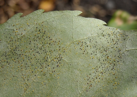 Black spot-like droppings on the underside of an ash leaf