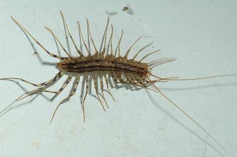 Brownish-yellow centipede with three longitudinal stripes across its back