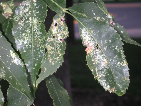 Yellow spots make the green ash leaves look blotchy