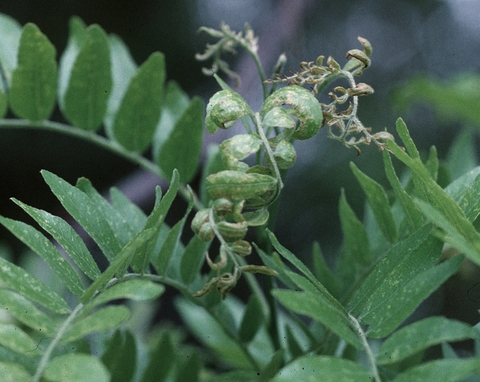 Twisted honeylocust leaves with discolored patches