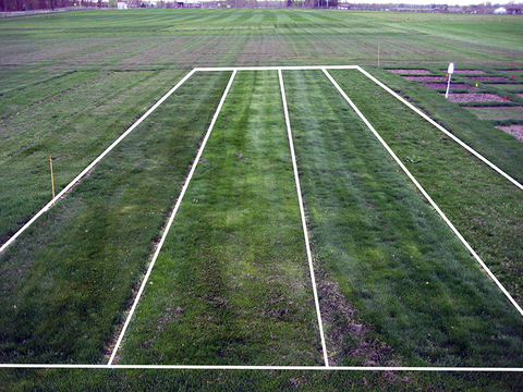 Turfgrass research plots in a long rectangular shape with digitally added white outlines.