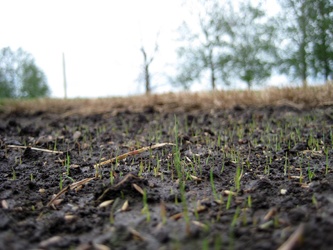 Bare soil with tiny green turfgrass seedlings.
