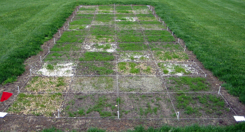 Long, rectangular area on a larger grass lawn, marked by stakes and string outlining smaller squares. Some squares have patchy grass growing and others have seed, fertilizer and other materials in them. 