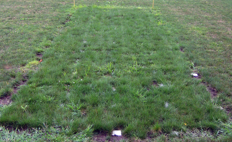 Green patch of grass marked by stakes on larger lawn.