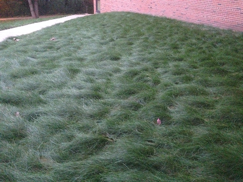 A no-mow lawn that has grown so tall that the grass blades have fallen over.