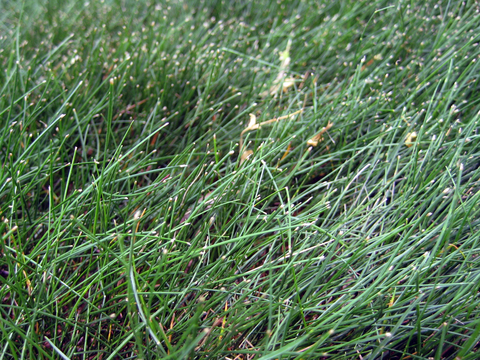 Green, fine-textured blades of grass in a lawn.