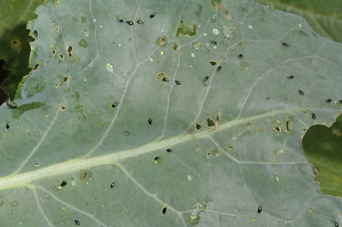 Many flea beetles on a collard greens leaf.