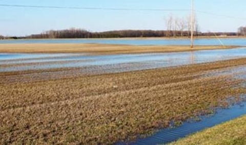 flooded alfalfa field in early spring