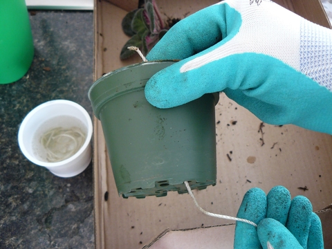 Gloved hands holding an empty green pot with a wick threaded through one of the holes in the bottom and hanging out the top. A white bowl with more wicks soaking in water on the left.