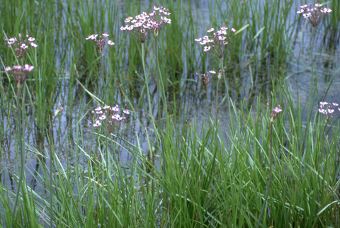 pink flowering rush in a small body of water