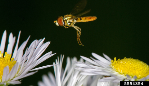 Syrphid fly hovering over white daisies with yellow centers.