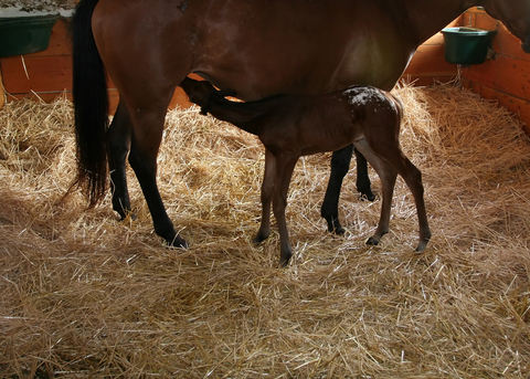 Newborn foal nursing.