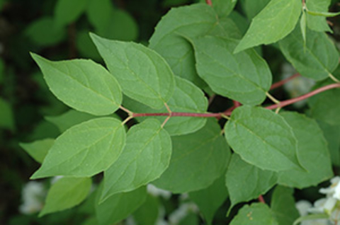 Dark green leaves on a branch of mockorange