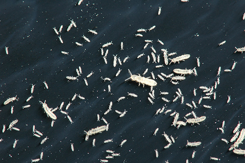 Many light colored flea-like insects on a dark background