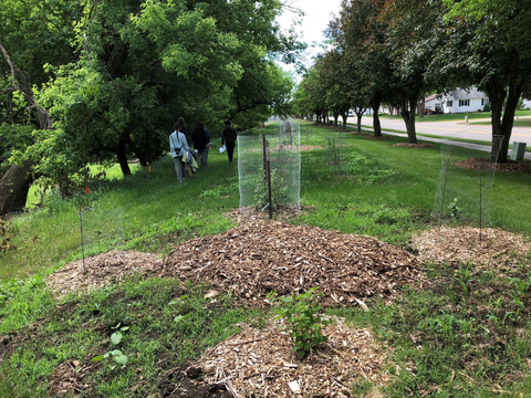 Food forest in Luverne, MN planted along a street. Plants with mulch piles protected with chicken wire.