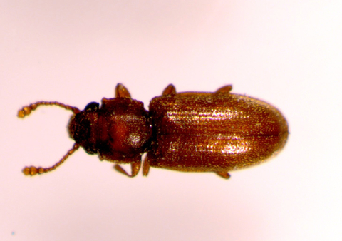 Adult foreign grain beetle.