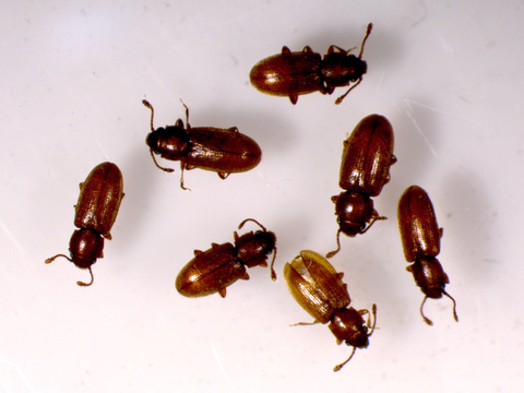 A group of foreign grain beetles.