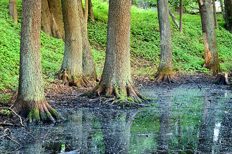 Forest trees in low wetland.