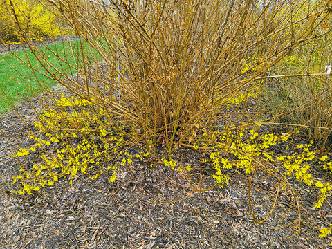 Shrub with branches with no flowers growing above branches at ground level that have flowers.