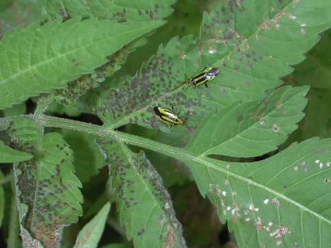 Yellow four-lined bug adults on a leaf with brown spots