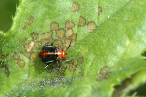 Red four-lined bug on a green leaf with brown spots