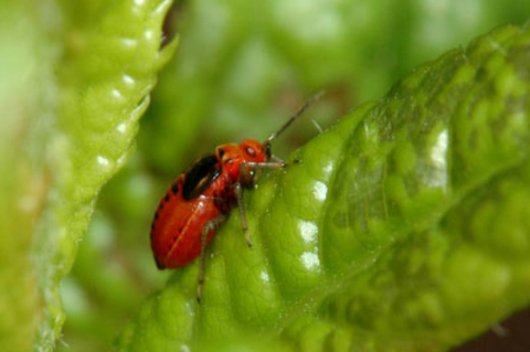 Red four-lined plant bug with black dots on the abdomen 