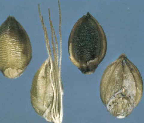 Oval shaped seeds, some with sharp ends.