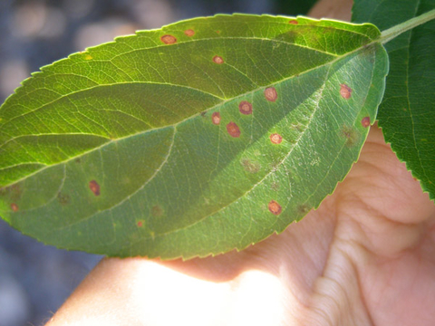 small brown spots with lighter centers on a leaf held in a person's hand