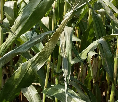 corn plant with wilted leaves