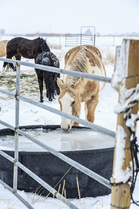 Horse attempting to drink from frozen water trough